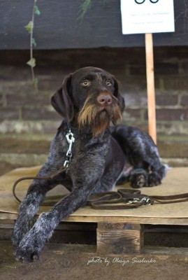 Дратхаар Sapo II v.d. Dachswiese